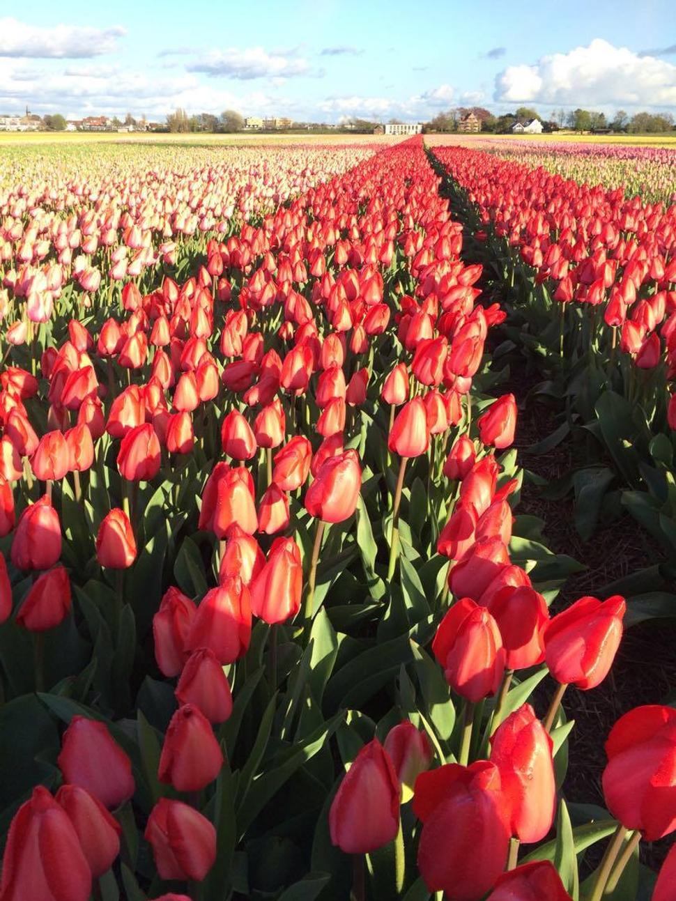 Tulipánové pole