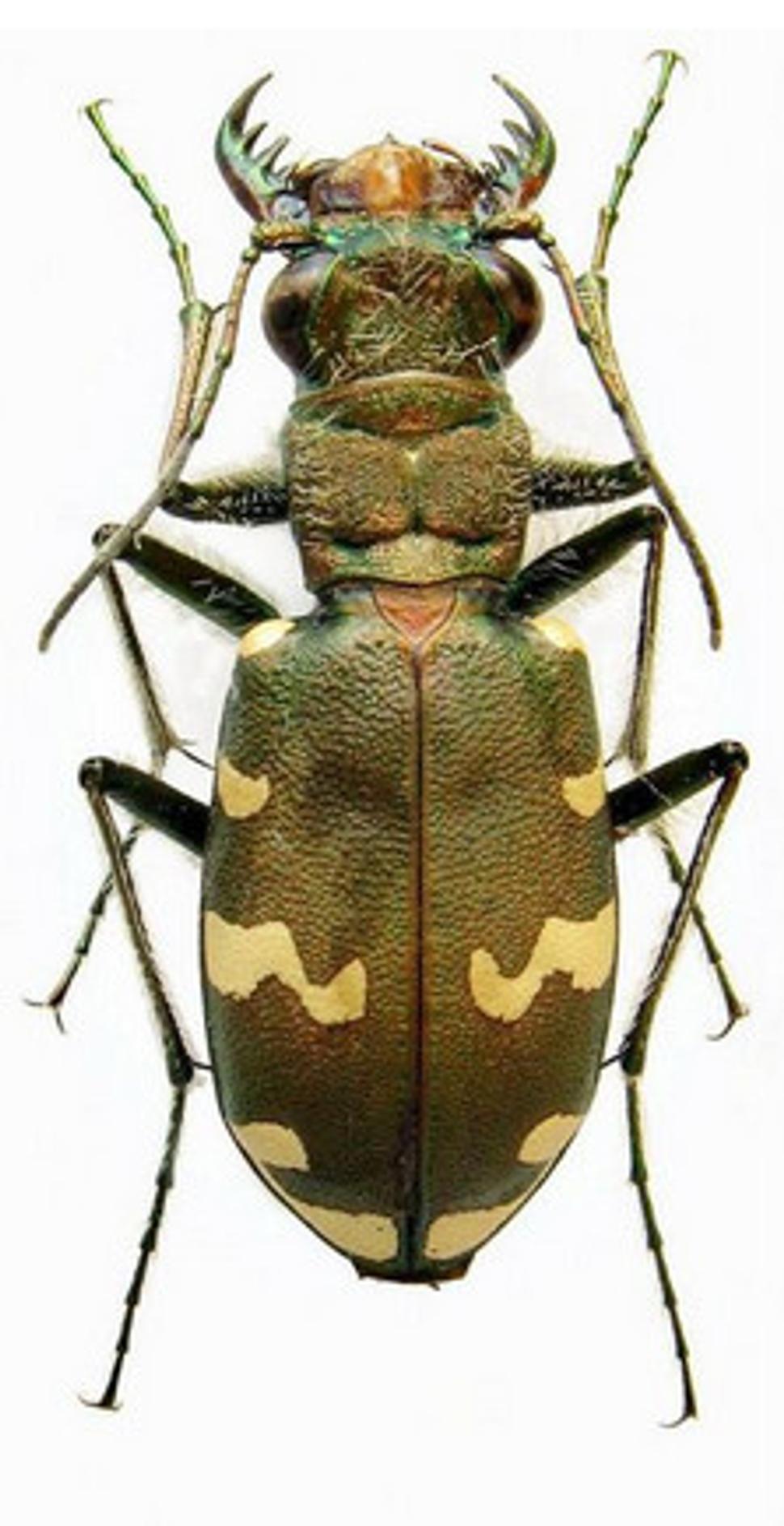 Svižník lesný (Cicindela silvicola)