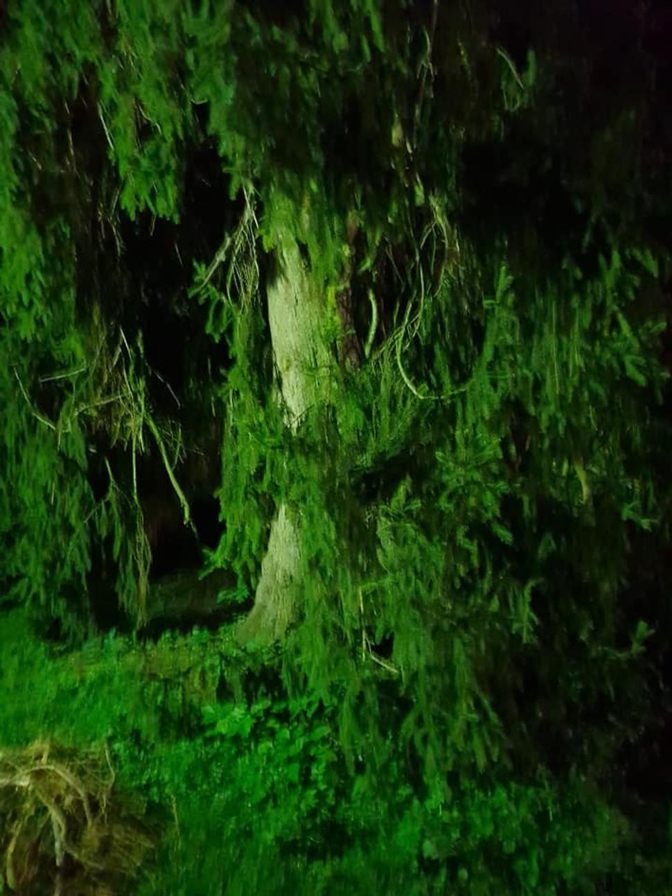 Zeleň zelená na začiatku noci.