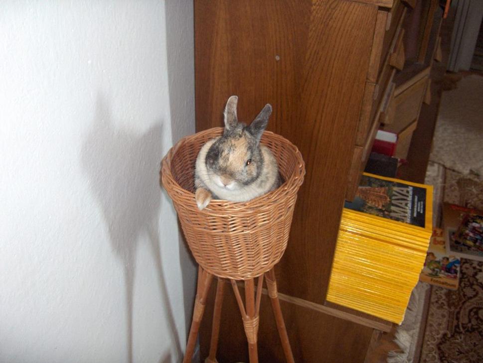 Obrázok blogu