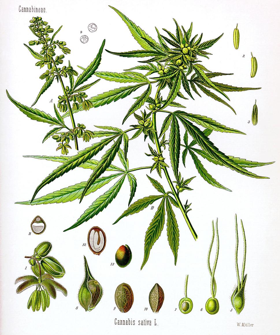 Cannabis sativa