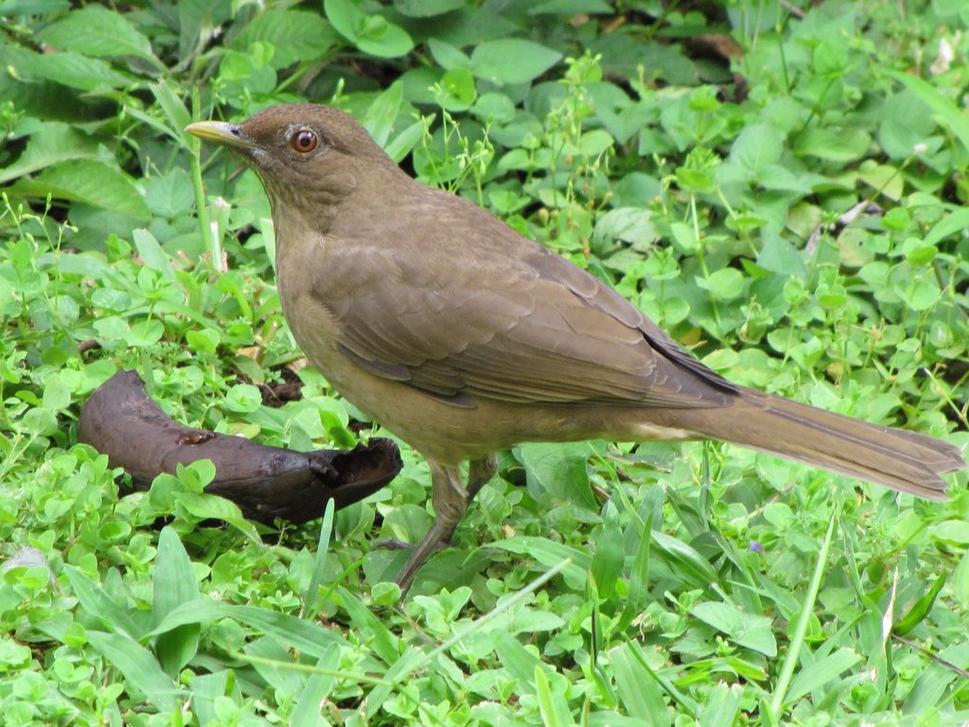 Drozd hnedý. Turdus greyi. (Tento by sa dosť podobal na vtáčika, ktorého som našiel a odniesol do múzea.)