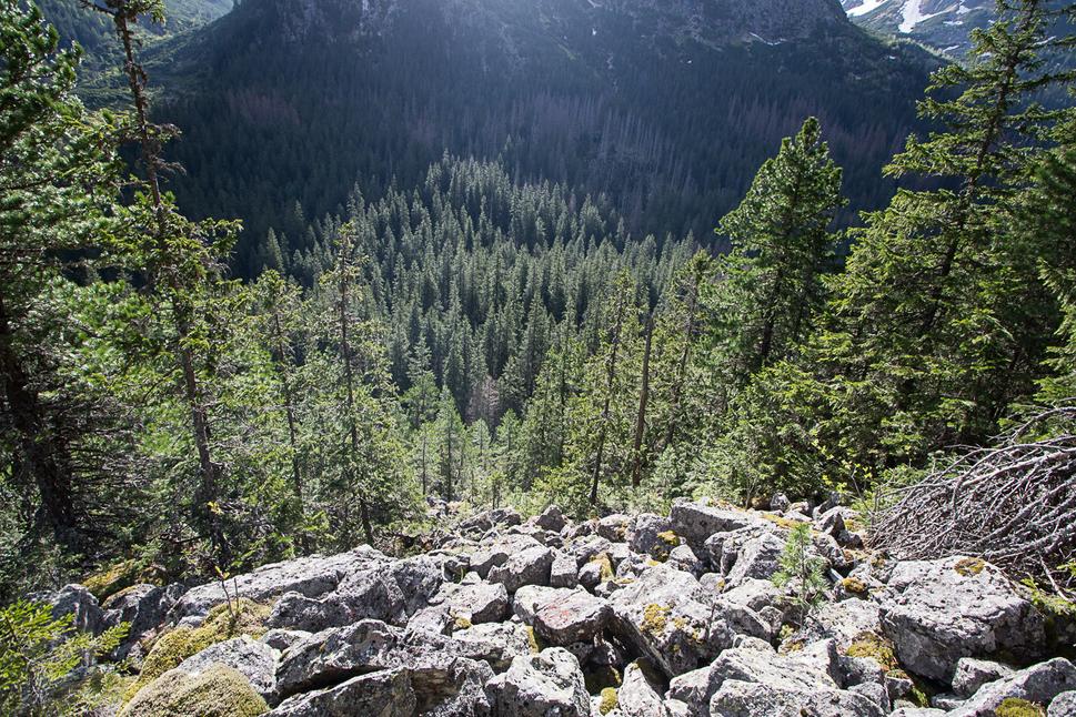 Obr. 3 Tatry nie sú Malé Karpaty, to asi chápe každý. Rovnako (skoro) každý chápe, že tam, kde takmer nie je pôda, vo výške 1500 metrov, na severných svahoch, kde každú chvíľu zo stien a žľabov nad lesom padajú snehové či skalné lavíny, nebude rásť strom vedľa stromu v peknom zapojenom poraste. Pozeráte sa na dôsledok erózie, nad ktorým sa ale nikto súdny nepozastavuje – takto to proste v horách chodí. Ak by sme sa tejto erózie chceli zbaviť, museli by sme okolité štíty nahladko vybetónovať a zabrániť lavínam aby padali. To sa zatiaľ, dúfam, nikto nechystá realizovať...