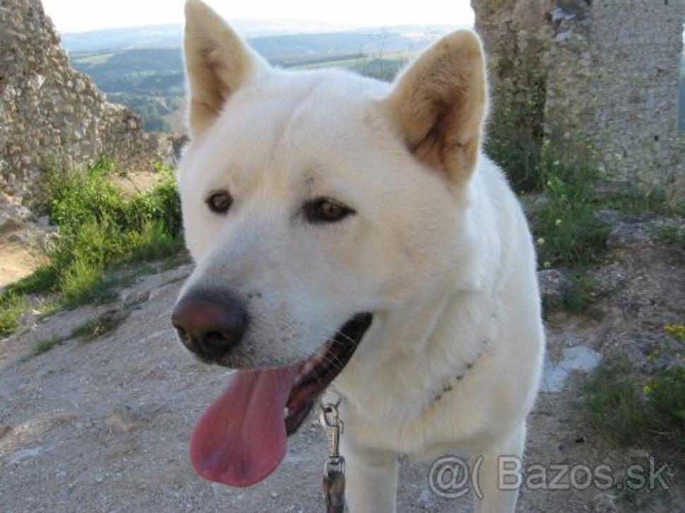 Obrázok blogu