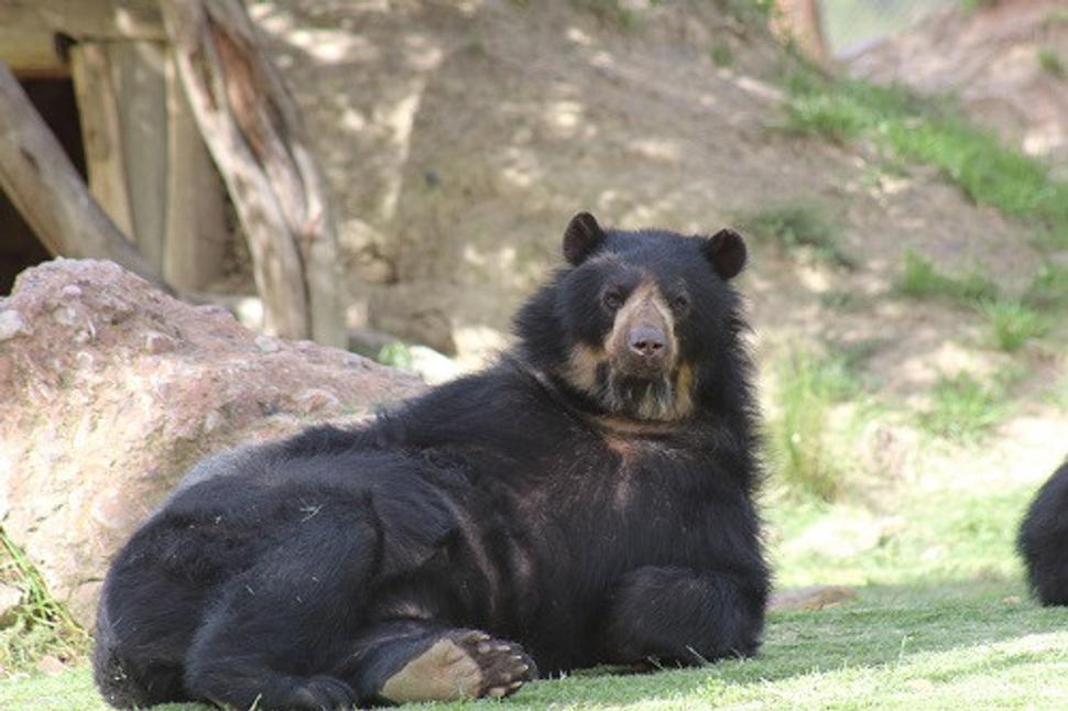 Medveď pri poobednej sieste - Zoo La Paz