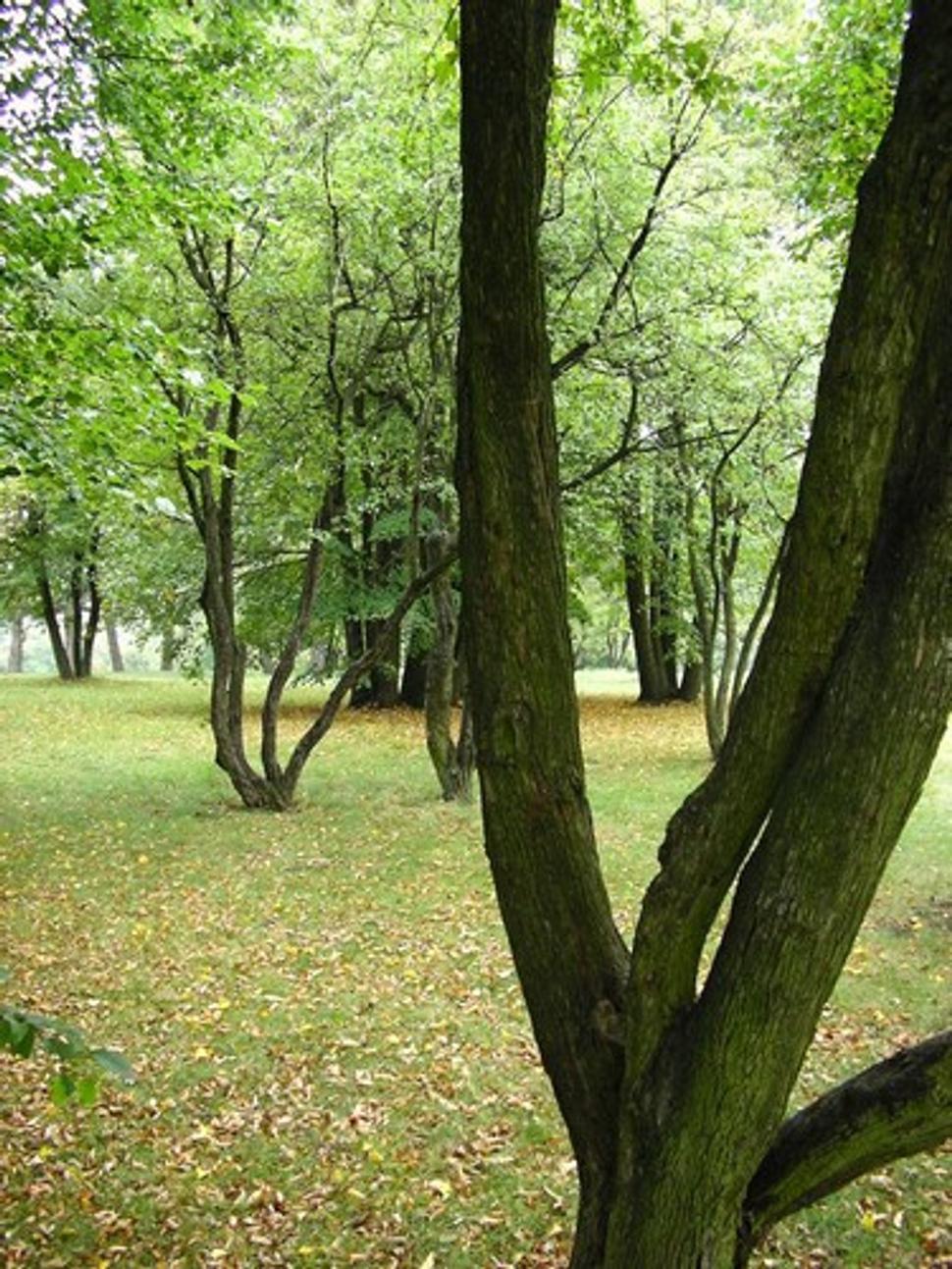 Obrázok blogu