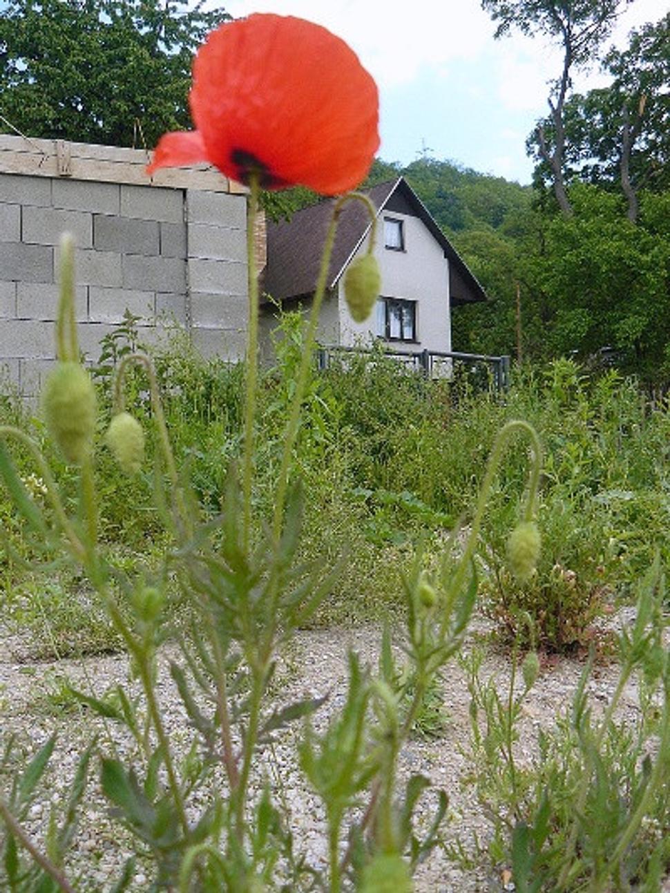 Obrázok blogu