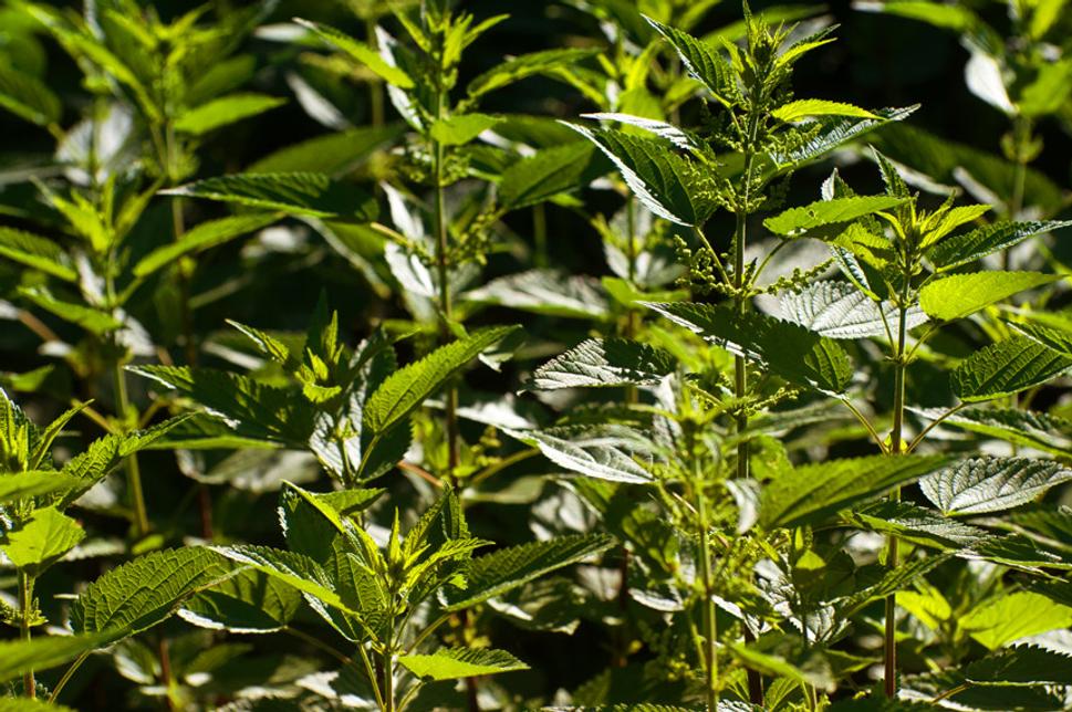 Pŕhľava dvojdomá (Urtica dioica)