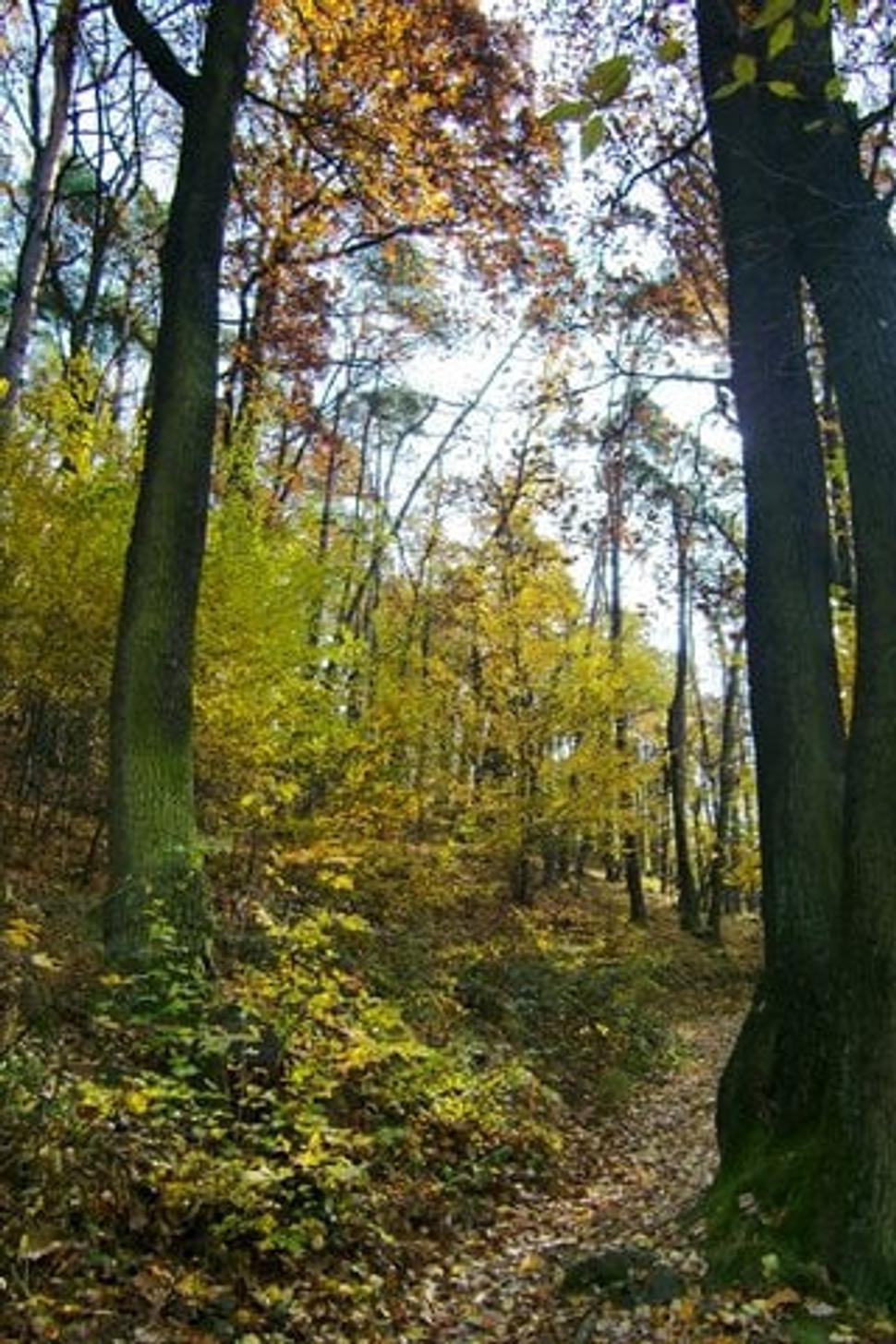Obrázok blogu