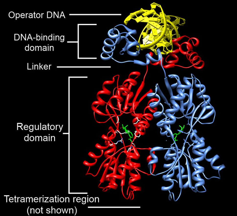 Molekulárany model represoru laktózy Lacl. Horná časť molekuly (DNA binding domain) sa viaže na DNA. Laktóza sa viaže na časť Regulatory domain.