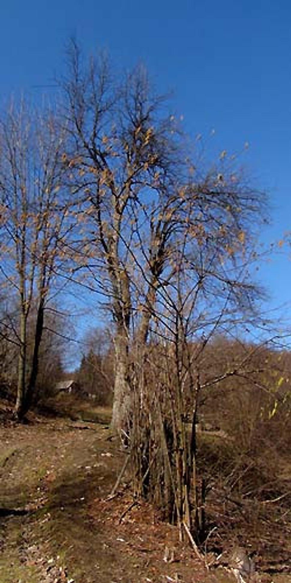 Obrázok blogu