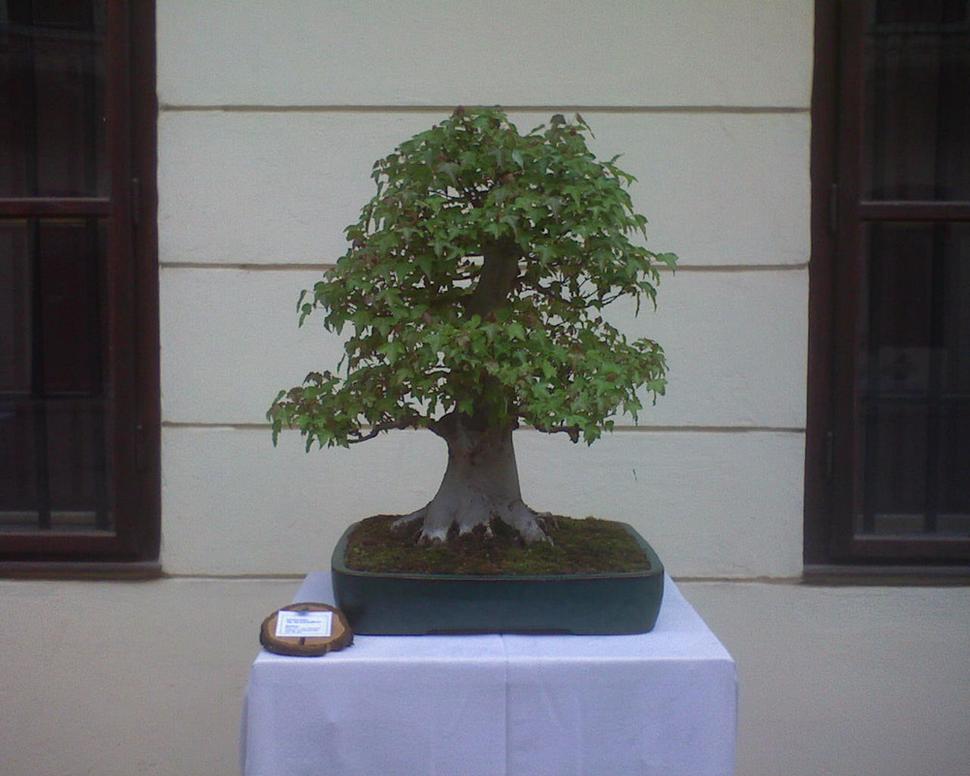 Obrázok blogu