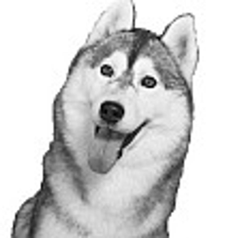 husky