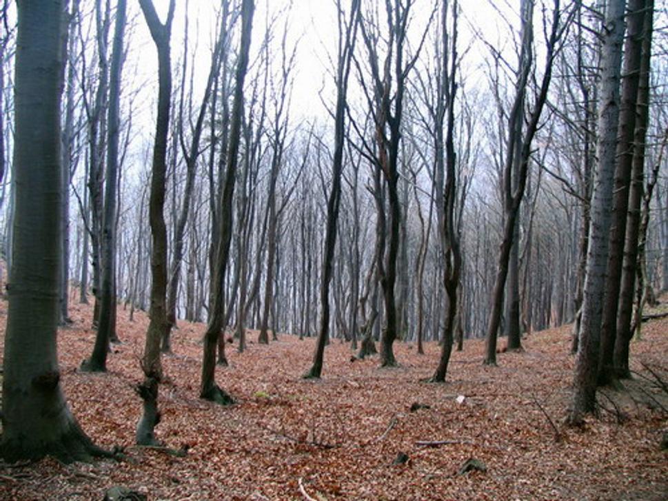 Obrázok blogu