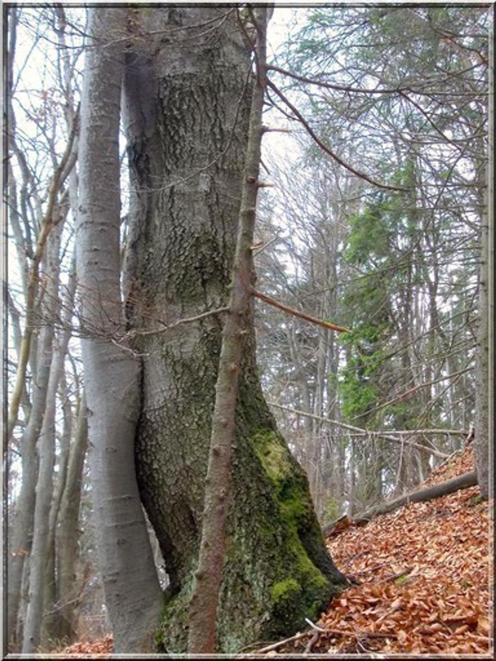 Obrázok blogu