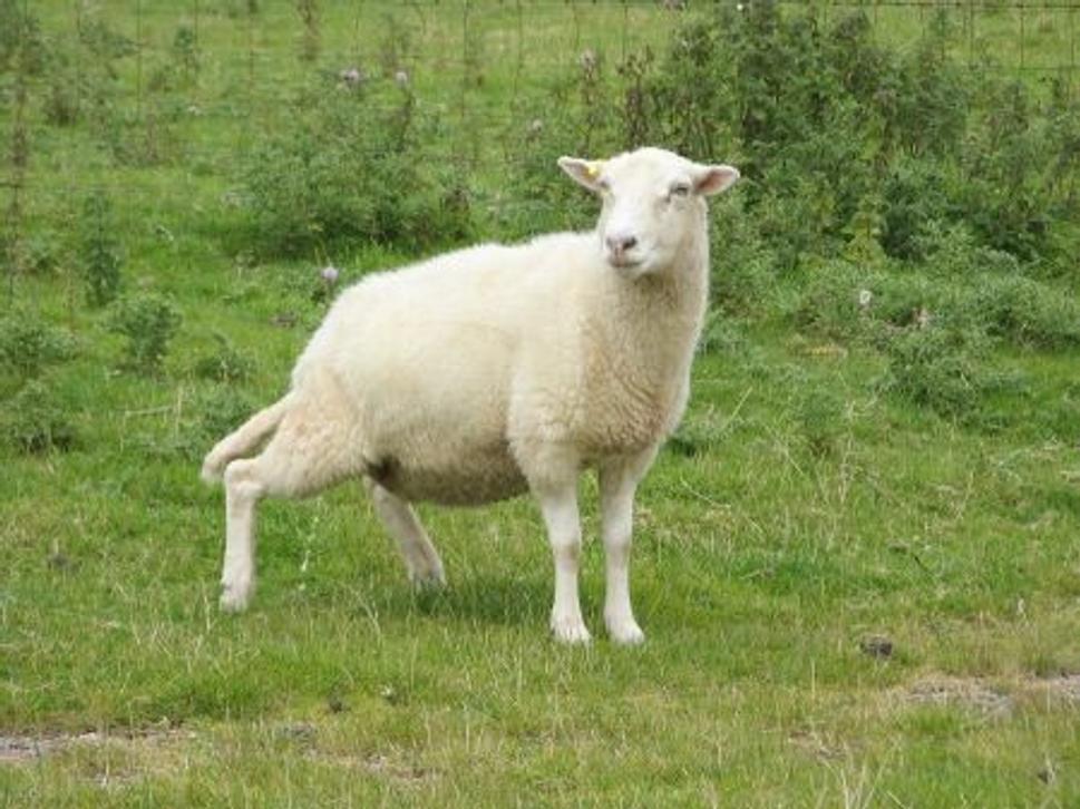 sheep
