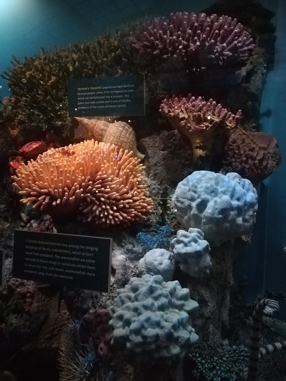 AMNH