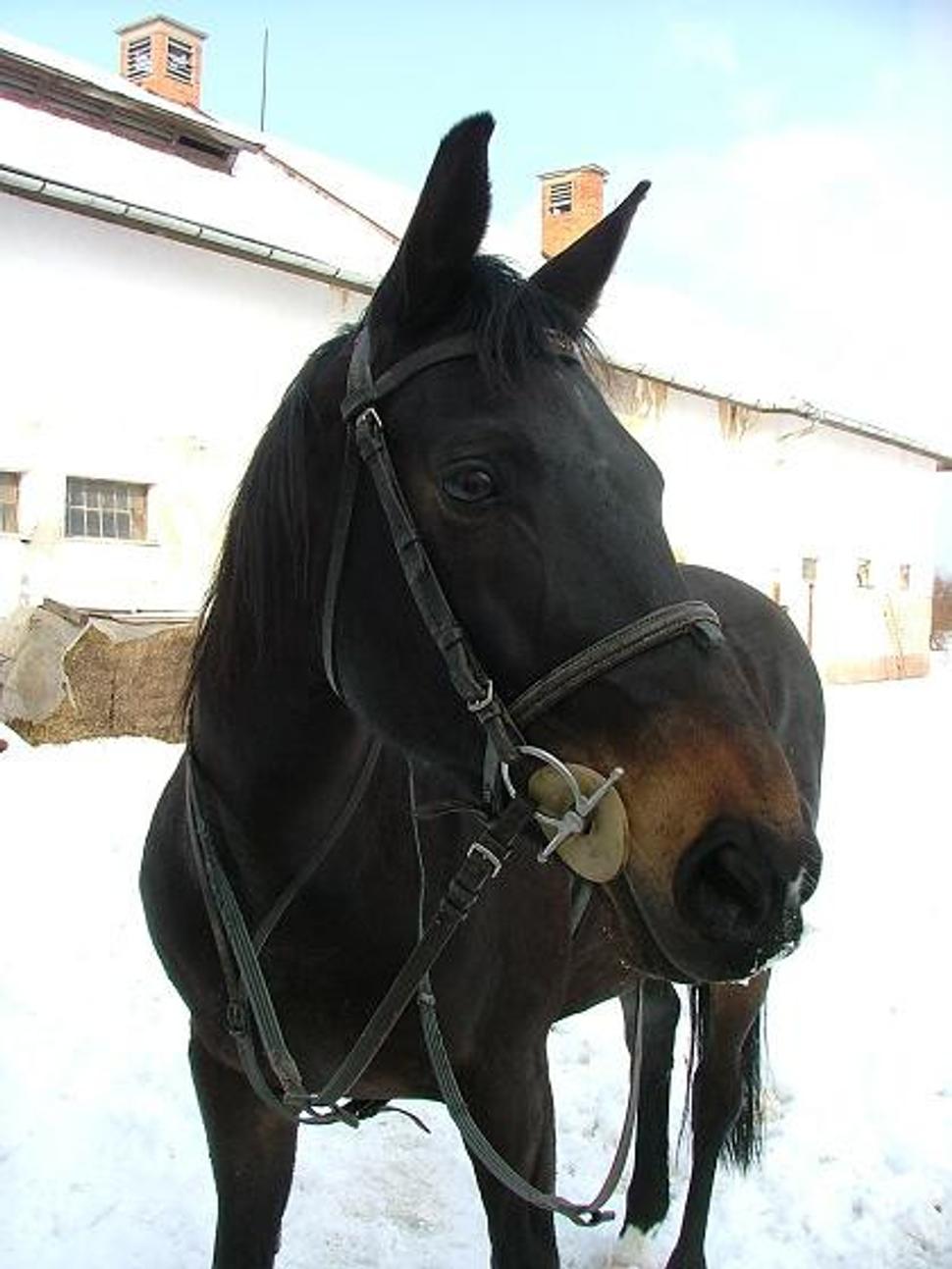 Obrázok blogu