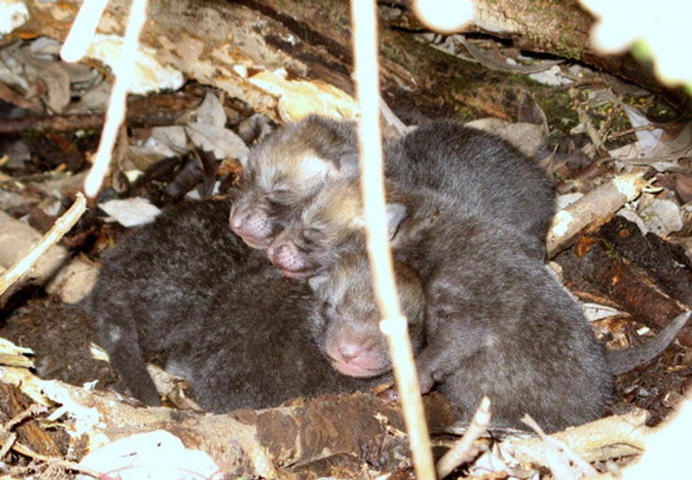 Bolo len pár stupňov nad nulou. Do rána bolo cca -3 C. Líščatá sa tlačili na seba, aby žiadne teplo nevyšlo nazmar.