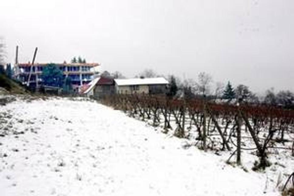 Vinohrady