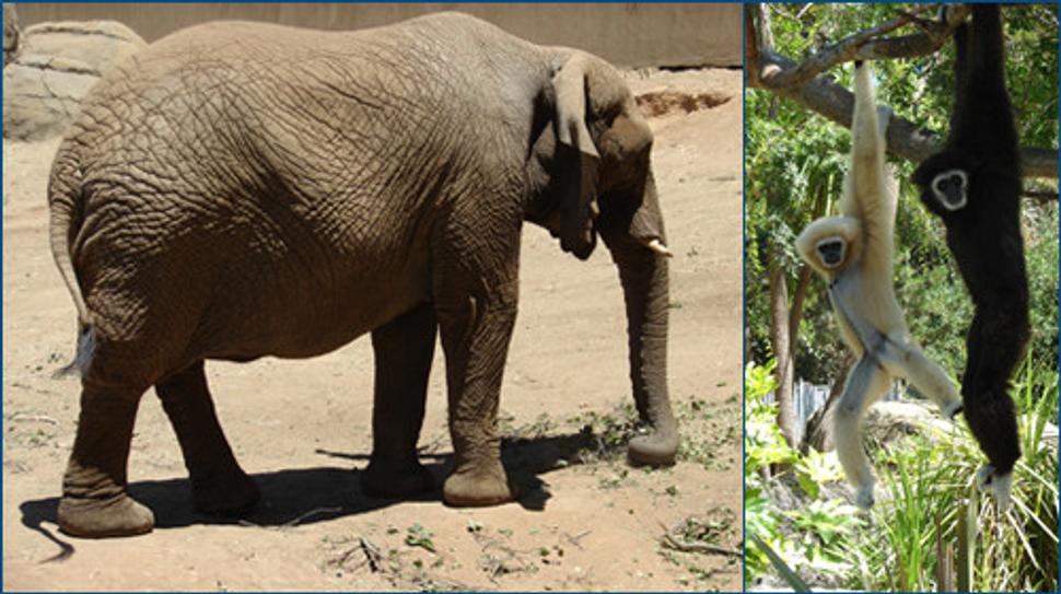 Zoo Oakland