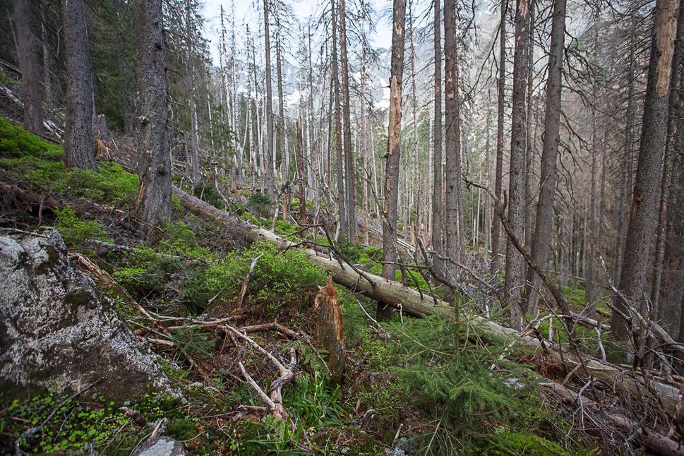 Obr. 6 Niekedy mám pocit, že lesní hospodári fotia lykožrútom zasiahnuté plochy zásadne maximálne dva roky po narušení. Dôvodom je možno to, že vtedy sú fotky naozaj výrečné – čistá katastrofa, všetko suché, popadané, obraz totálnej skazy. A to neodbornú verejnosť ľahko presvedčí o lesníckej „pravde“. Keď sa ale človek vyberie do lykožrútom či vetrom zasiahnutého lesa po dlhšom čase, naskytne sa mu úplne iný pohľad. Pokúsim sa to demonštrovať na nasledujúcej sérii obrázkov. Na tomto prvom vidíte les pár rokov po zásahu lykožrútom. Pozornému oku neunikne, že množstvo mladých stromčekov bolo nachystaných na túto chvíľu už dosť dávno pred tým.