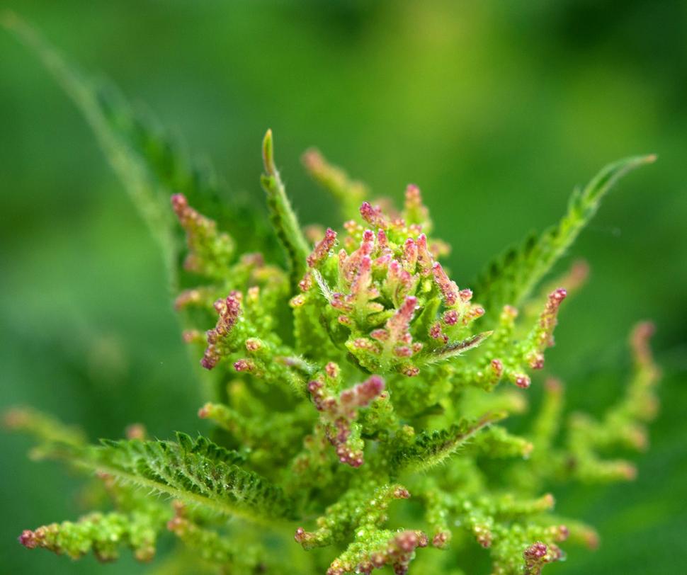 Pŕhľava dvojdomá (Urtica dioica)