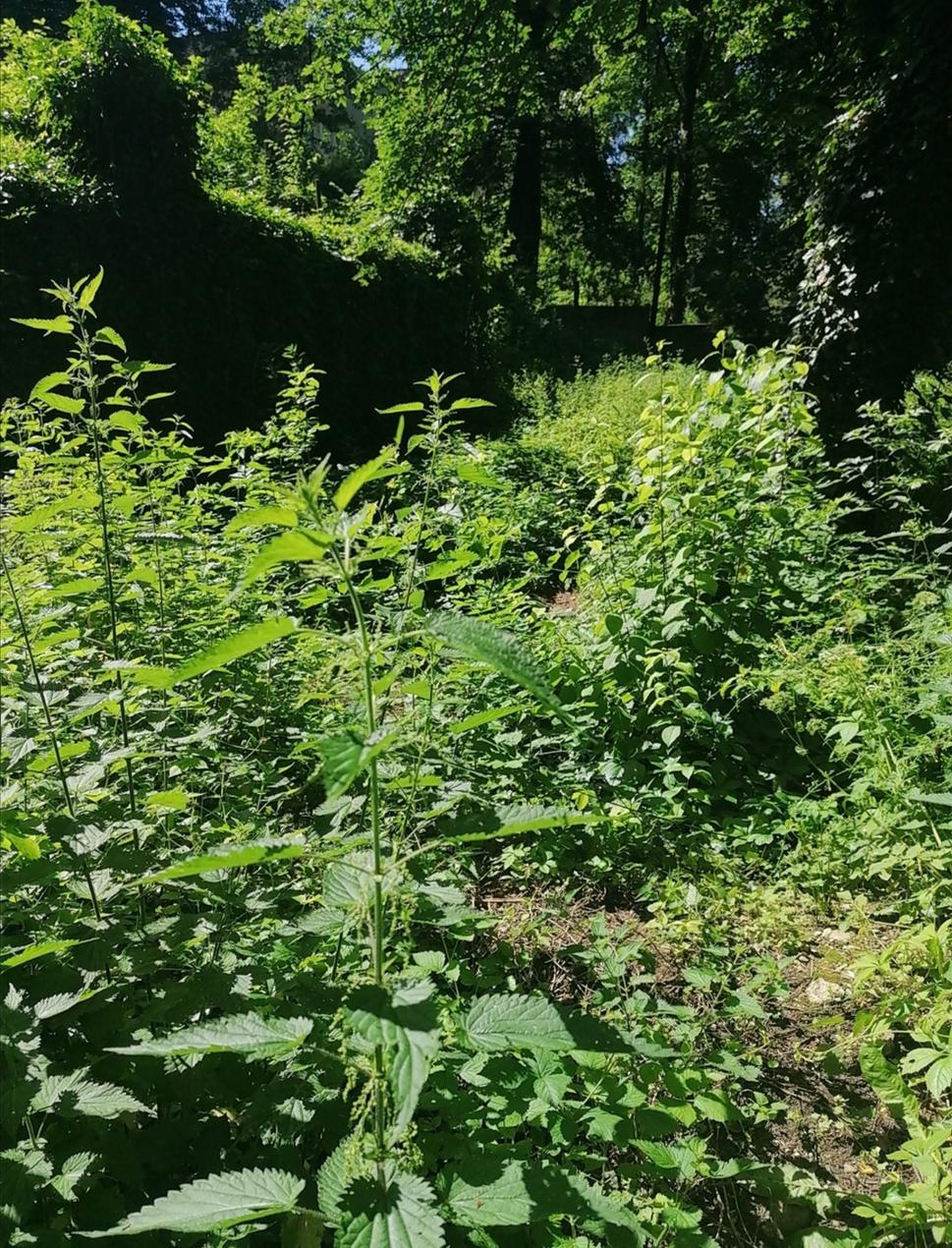 žihľavové plantáže