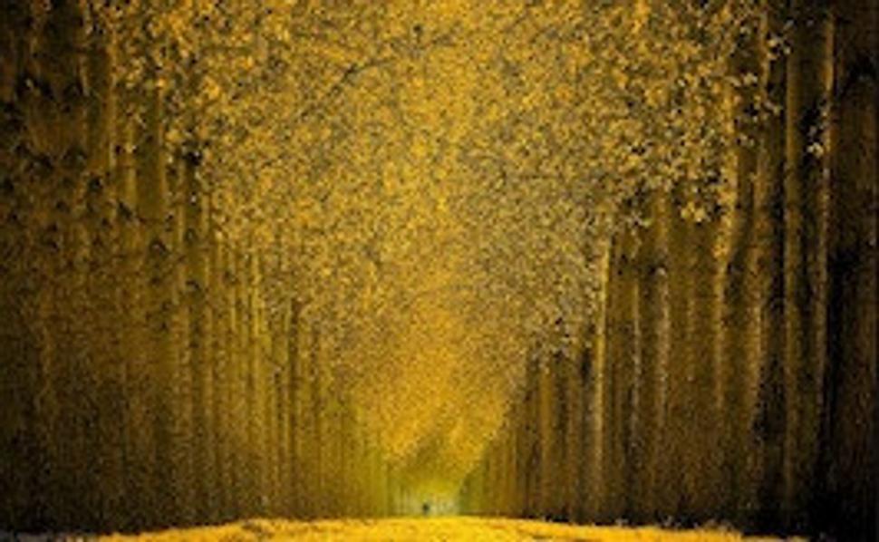 Cycle in gold