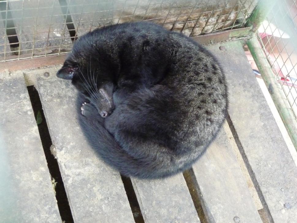Po kávotvorení cibetka oddychuje ...aj keď po káve ?