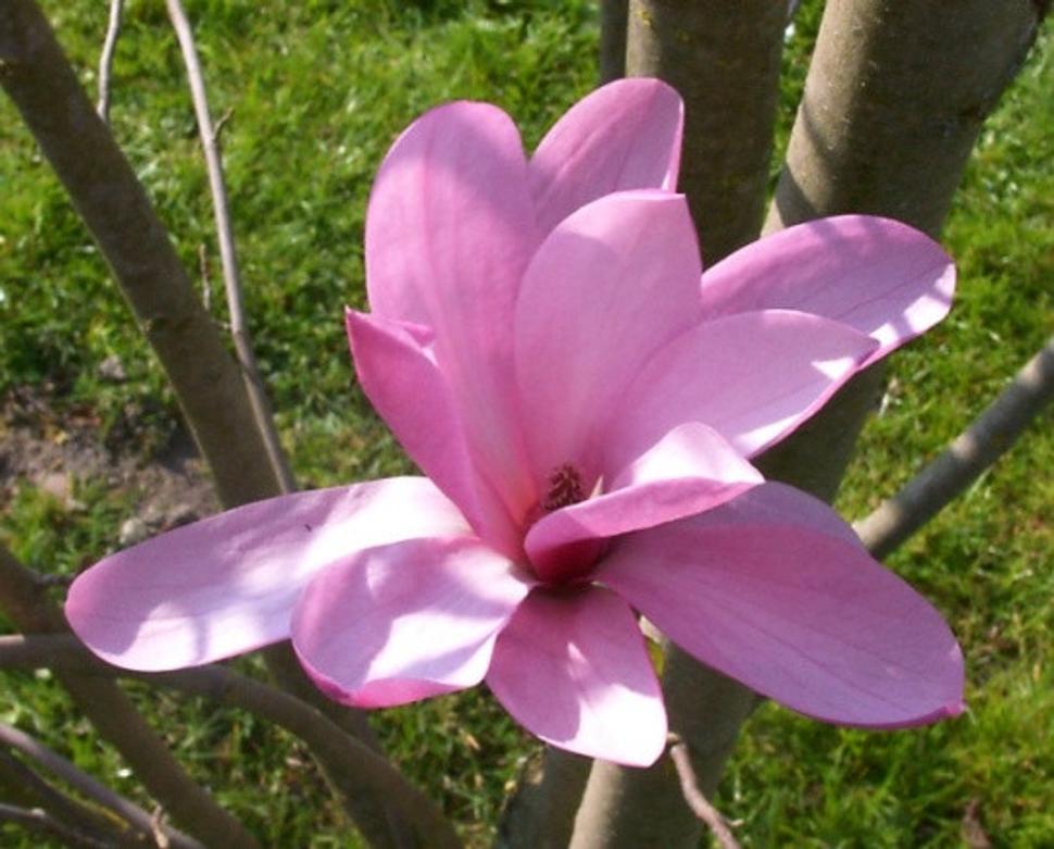 Magnolia