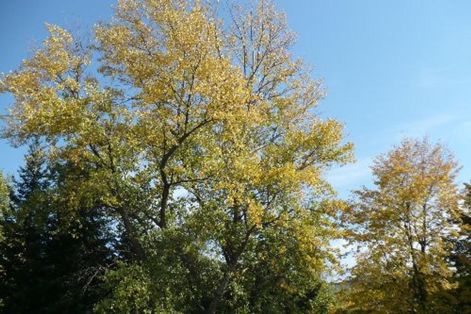 Obrázok blogu