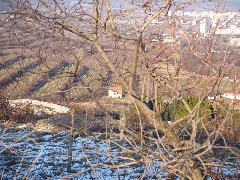 vinica