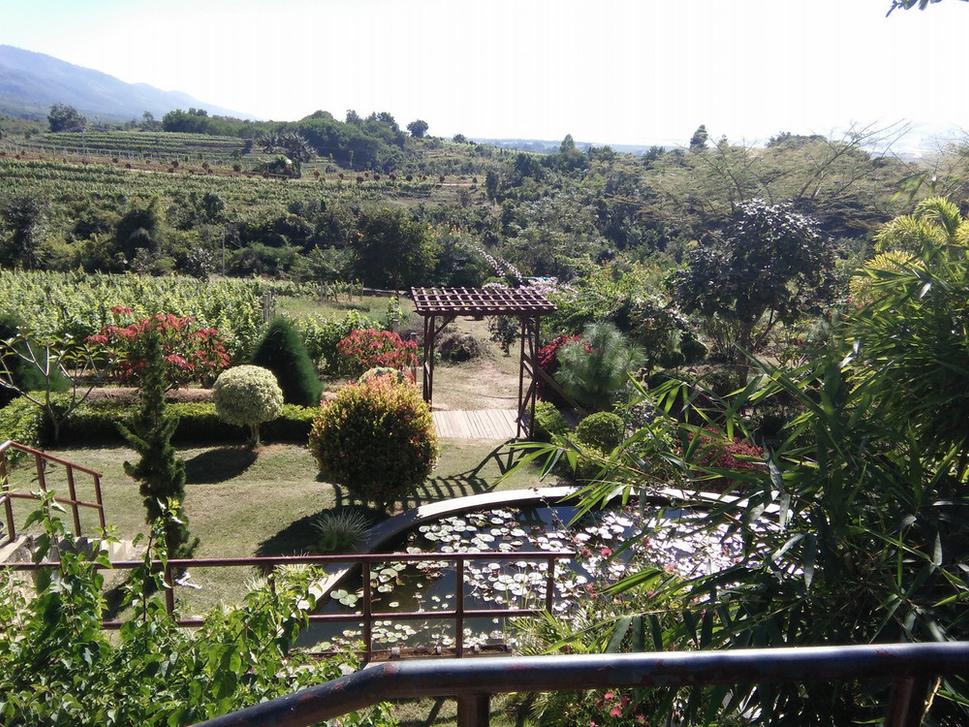 Vinica v Inle