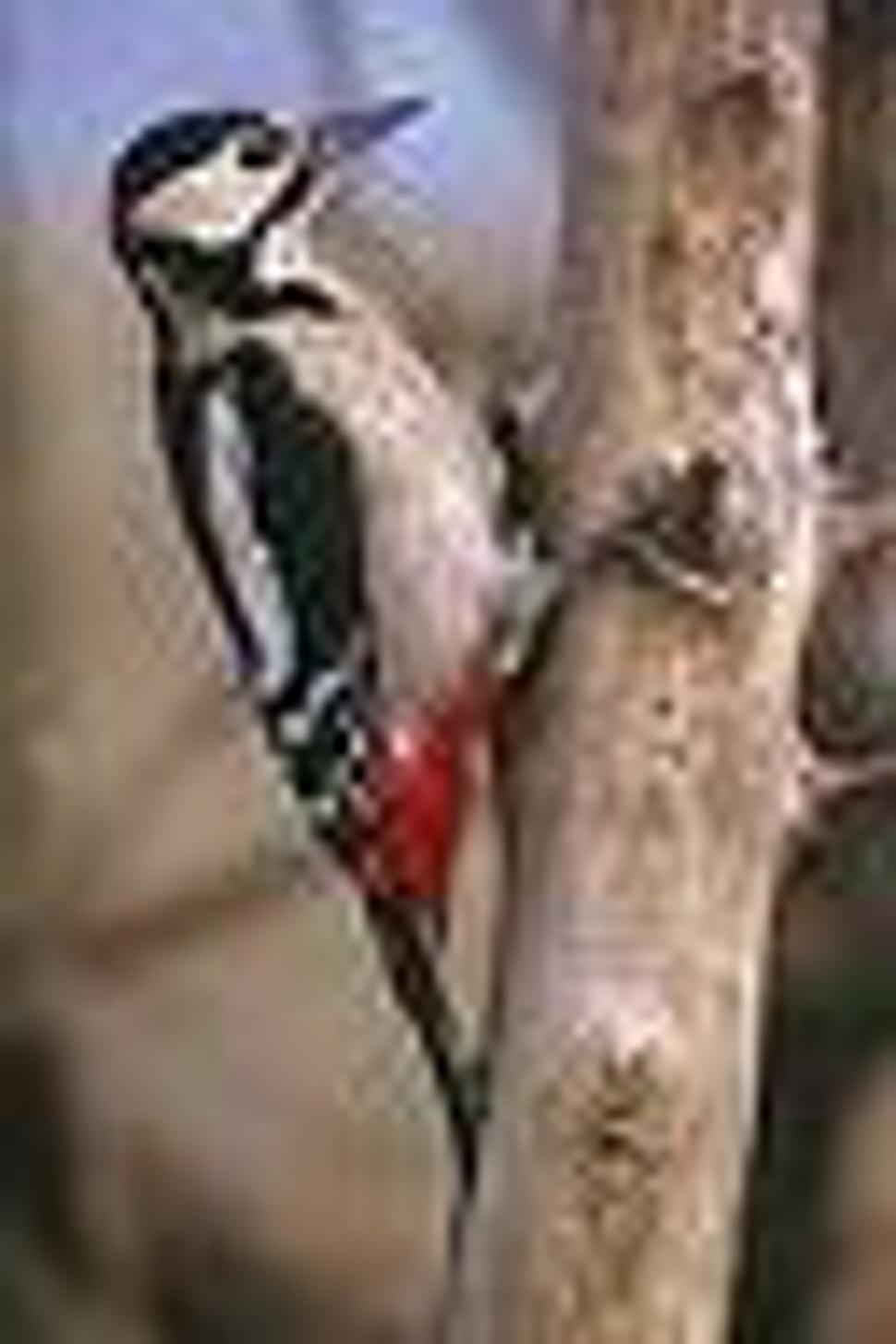 Datel velky