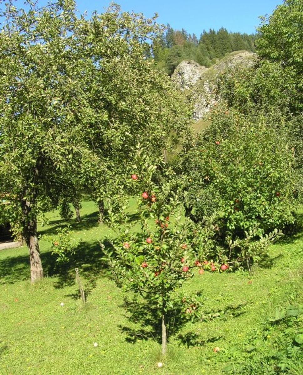 Obrázok blogu
