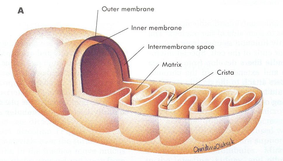 Mitochondria