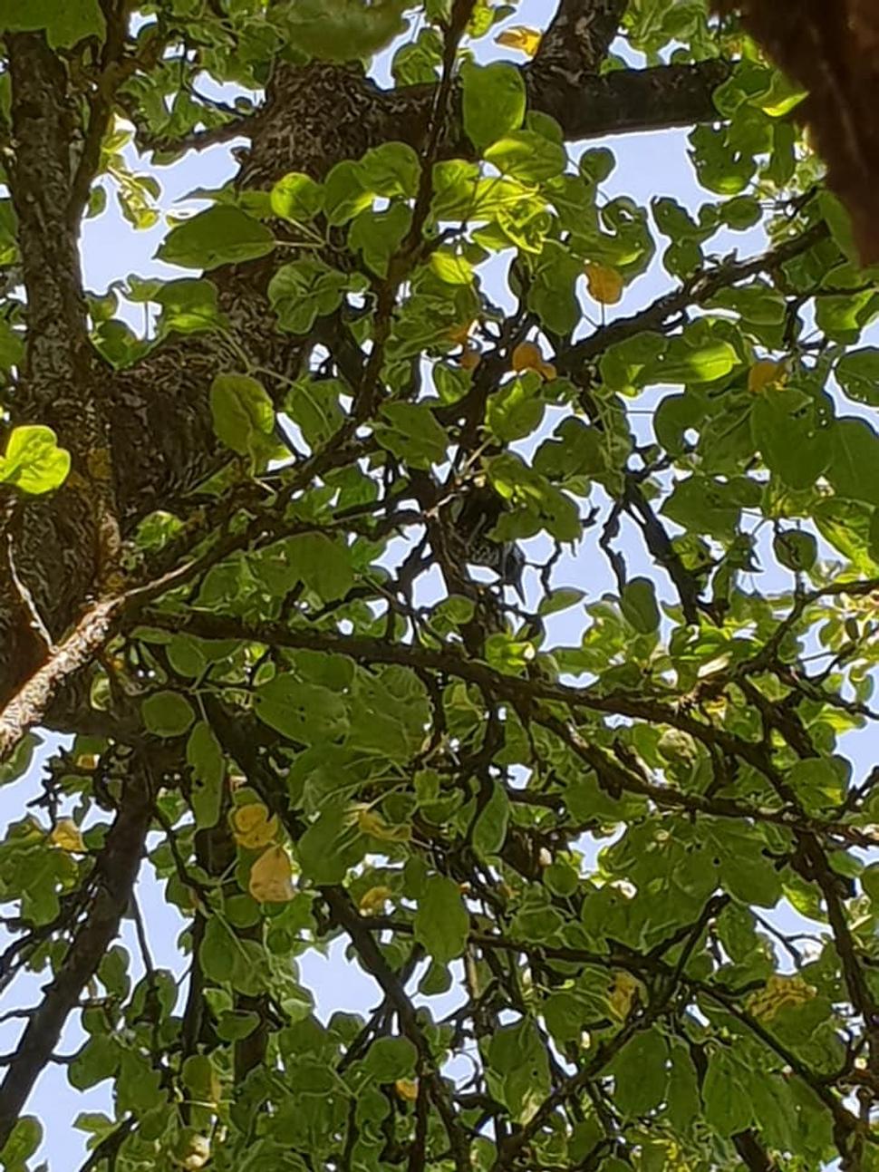 Orešnica na jabloni s limbovou šiškou v pazúrikoch.