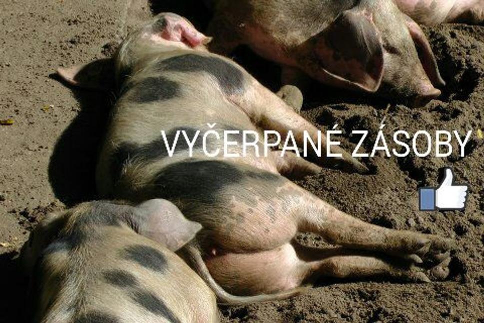 Vyčerpané zásoby firmy Falus s.r.o. počas odpočinku.