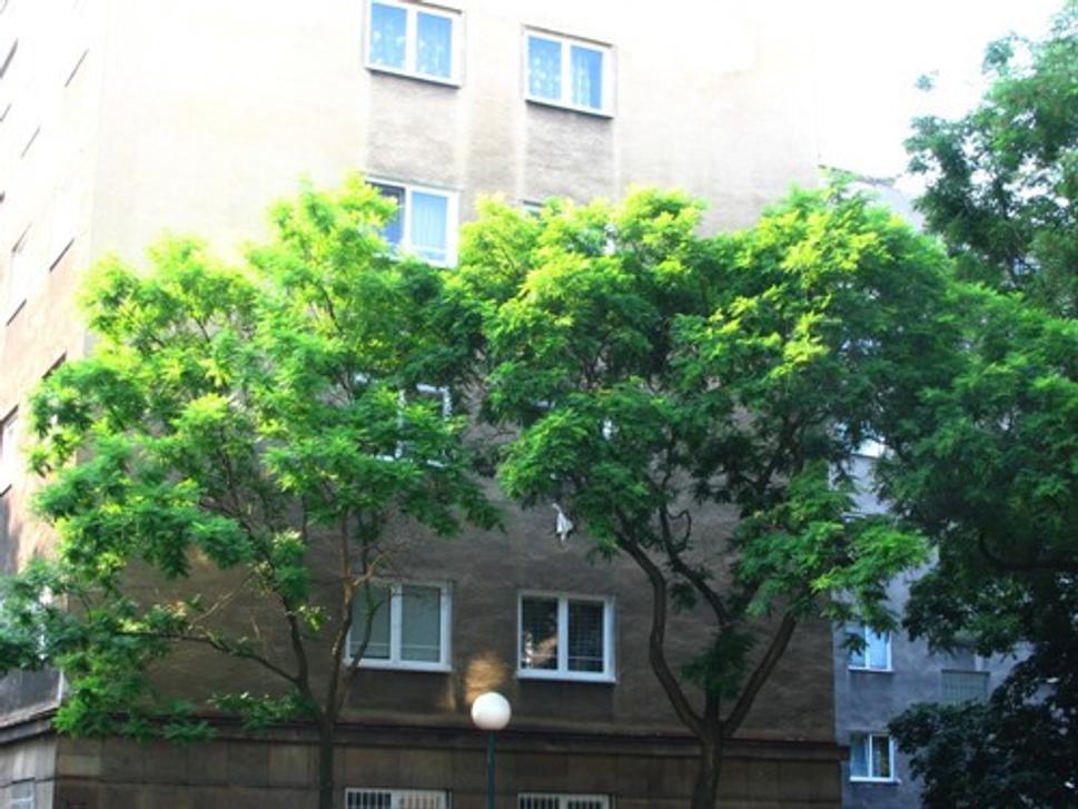 Obrázok blogu