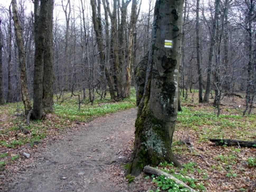Obrázok blogu