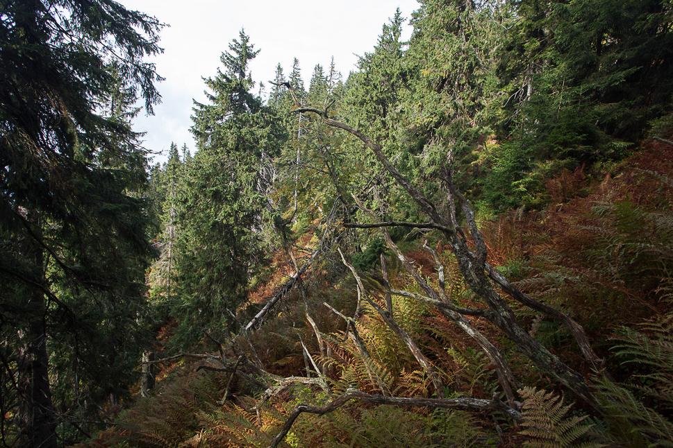 Obr. 6 Smrekový les s lykožrútom detailnejšie – niečo padne, niečo ostane, mŕtve drevo zhnije a zrecykluje sa, nová generácia stromov vyrastie. Les ako taký pokračuje ďalej, nemusí začínať z nuly. (NPR Jánošíkova Kolkáreň)