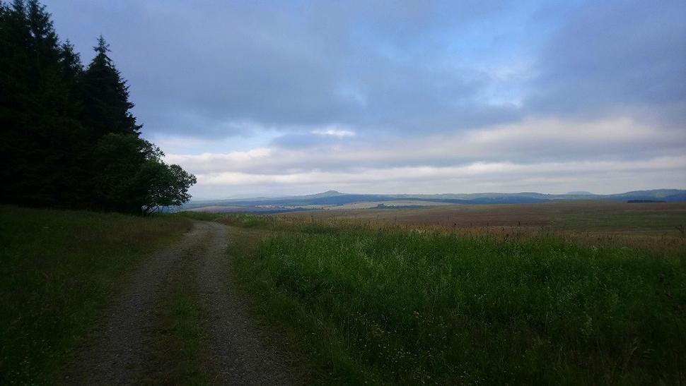 Konečne sa skončil homogénny les
