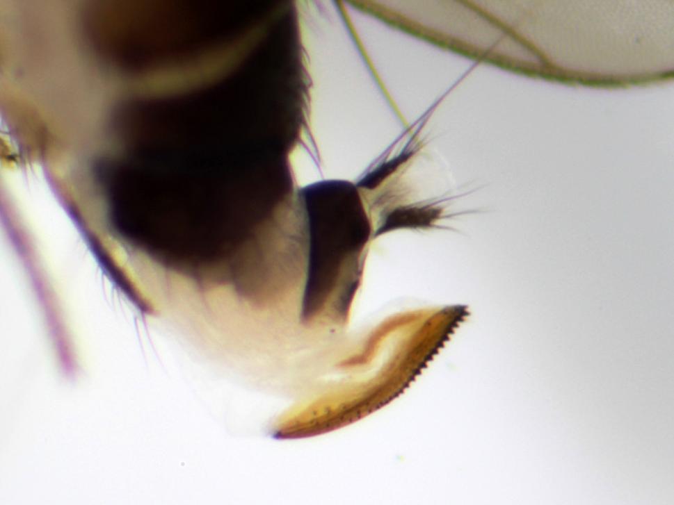 Drosophila suzukii: detail kladielka - ovipositor.