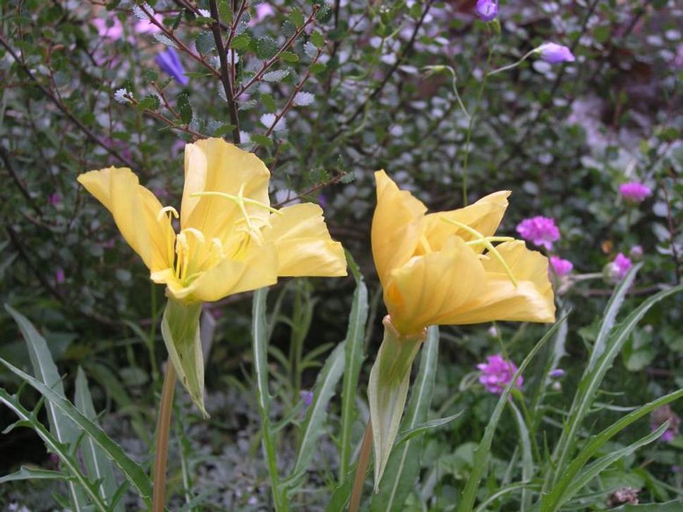 Oenothera missouriensis - trvalka kvitnúca v noci