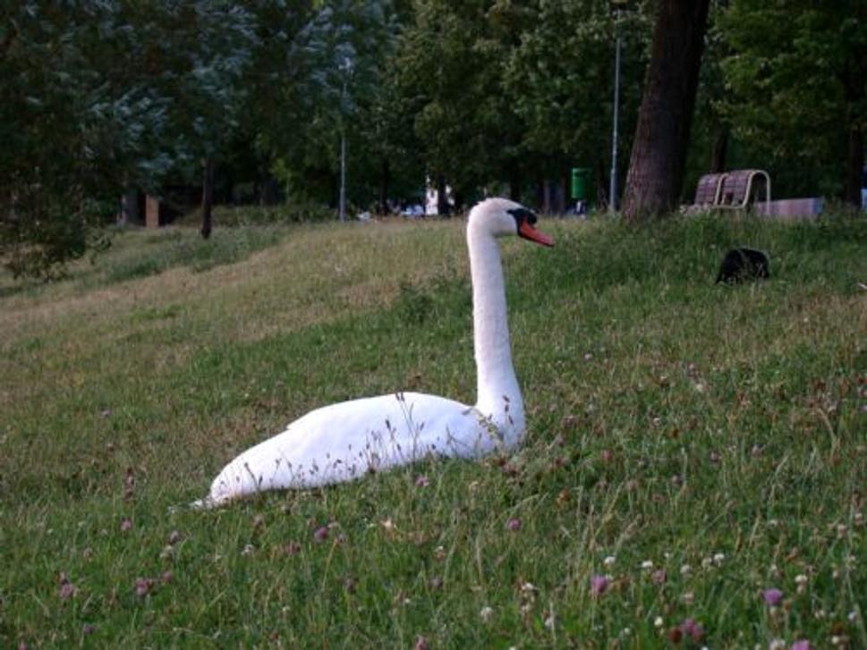 Obrázok blogu