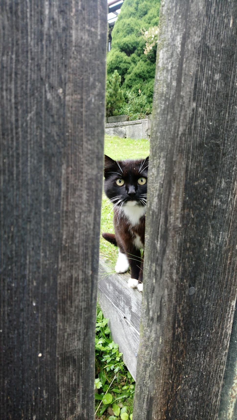 Warning! Cat is watching you!