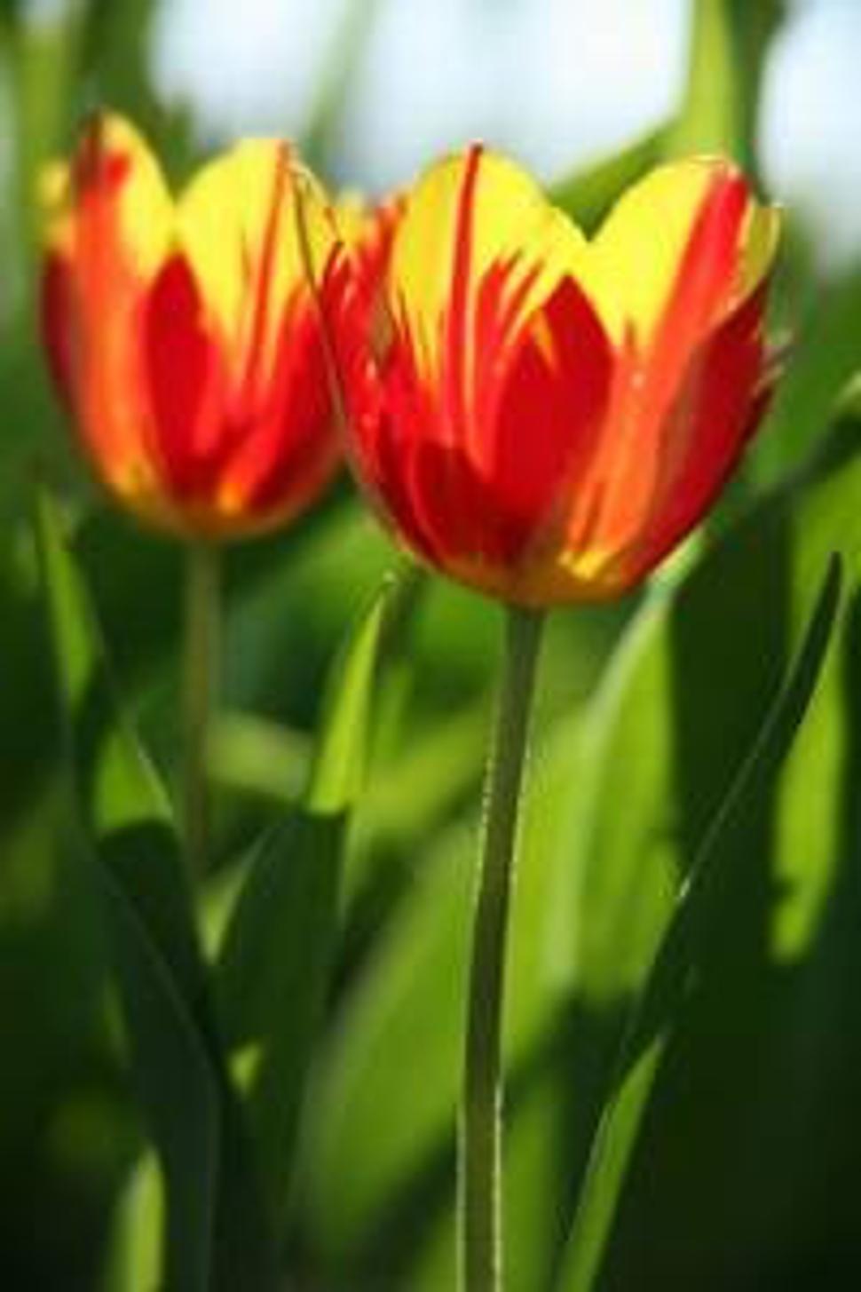 Tulipánik
