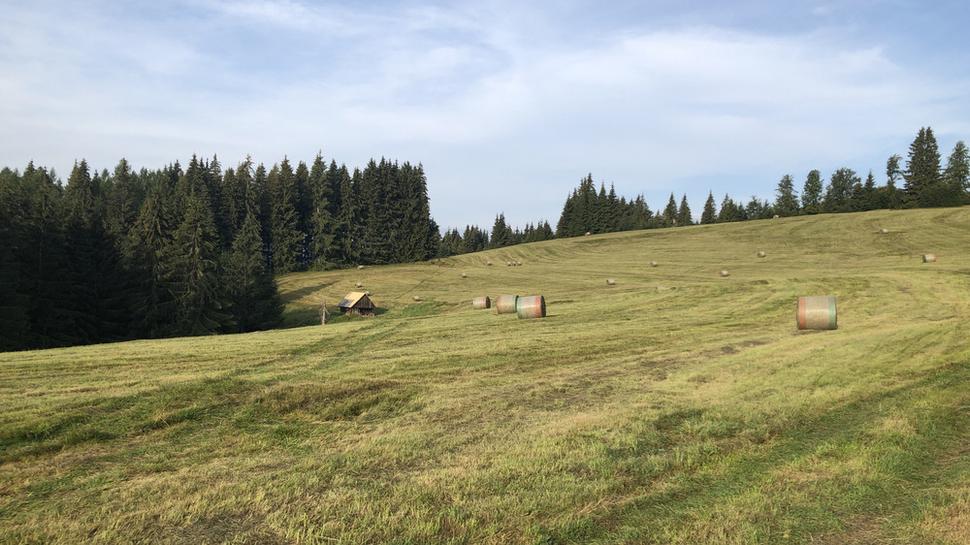 Vzorne upravená lúka, ako stvorená na experimenty :-)