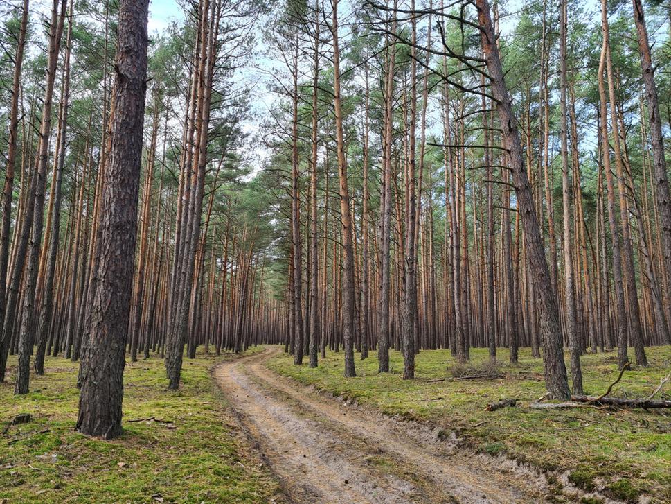 Takéto pravidelné stromoradie môže spôsobovať nepohodlie. Hlavná cesta je však poblízku a v ruksaku pálenô. Nik sa nestratí.